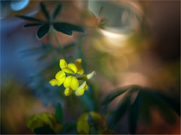 Voll New Moon / ***