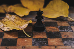 "Autumn GAMBIT". / http://www.chitalnya.ru/work/1419986/