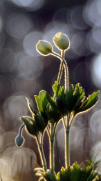 Weben / ***