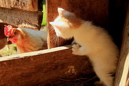 Spies / ***