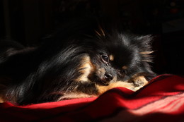 Portrait meines Hundes / ***