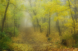 Herbstnebel / ***