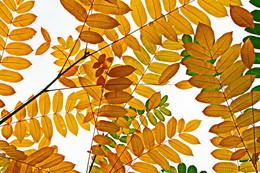 Diese Arbeit an der flashmob Autumn Marathon / ***