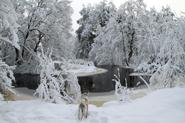 Ein Wintermärchen / ***