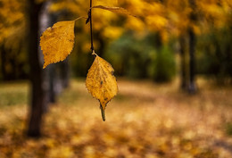 Herbst / Nikon D 7100