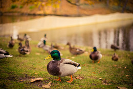 Ente / ***