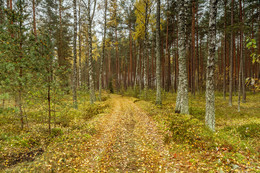 Herbstwald / ***