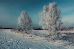 "White Birch in der frostigen türkis" / ***