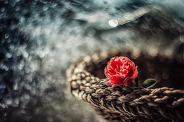 Rose / ***