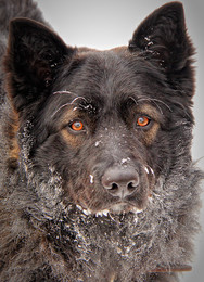 Winter-Hund / ***