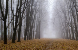 Nebel / ***