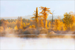 Goldene rasvet / ***
