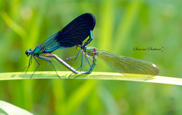Liebe-Libellen-))) / ***