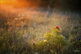 Erwachen / ***