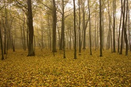 Beech Grove / ***