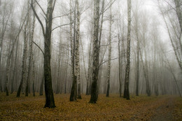 Foggy Morning .... (im Park) / ***