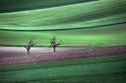 Oceans of Green / Spring arrives in the fields of Burgundy (France)