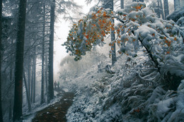 Unter einer Schneedecke Alpen. / ***