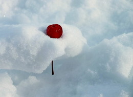 Kirschen im Schnee / ------------