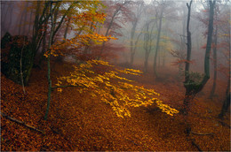 Herbst-Märchen ..... / ***