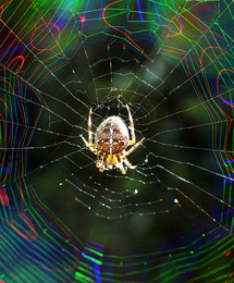 Wizard spider / ***