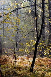 Im vergangenen Herbst gold / ***