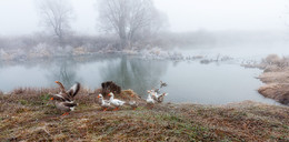 Goose Geschichte. / ***