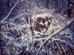 Winterbaumstumpf / ***