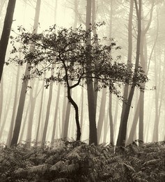 Im Wald / ***