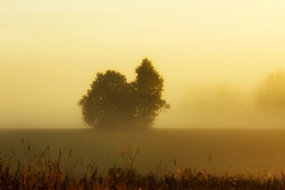 In den Morgennebel / ***