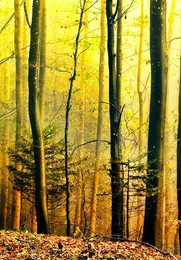 Herbst im Wald / ***