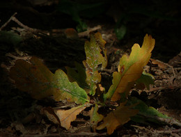 Herbst / ---