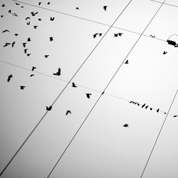 Schicksalslinien / ***