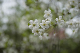 Frühling / ***