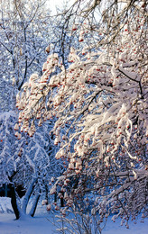 Die Farben des Winters. / ***