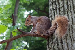 Eichhörnchen / ***