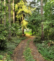 Herbst Strahl / ***