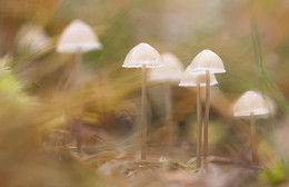Faszinierende November / ***
