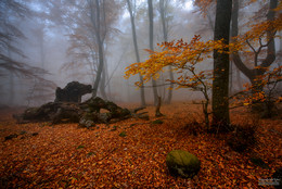 Visiting Drache / ***