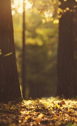Herbst / ***