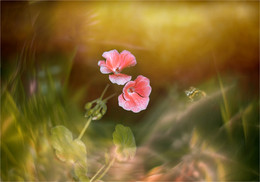 Waves Blüte / ***