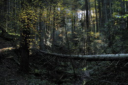 Über den dichten Wald. / ***