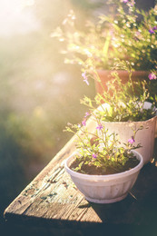 Summer Evening / ***