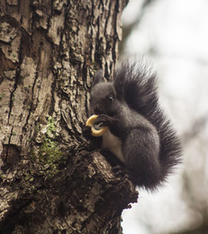 Dunkle Squirrel "Brunette" / ***