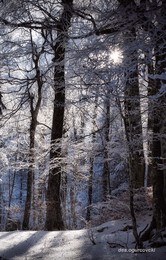 Morgenfrost / ***