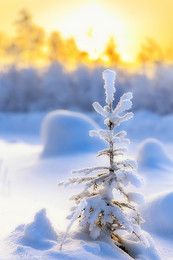 Der Wald Raised a Christmas Tree / ***
