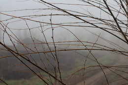 Nebligen Morgen / ***