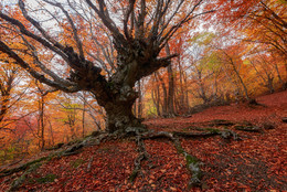 Forest of Wonders / ***