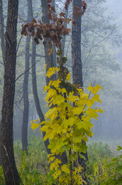 Licht im Nebel / ***
