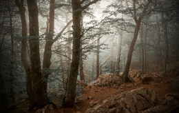 Enchanted Forest. / ***